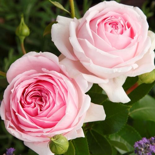 Rosa  Wellenspiel ® - růžová - Stromkové růže, květy kvetou ve skupinkách - stromková růže s keřovitým tvarem koruny